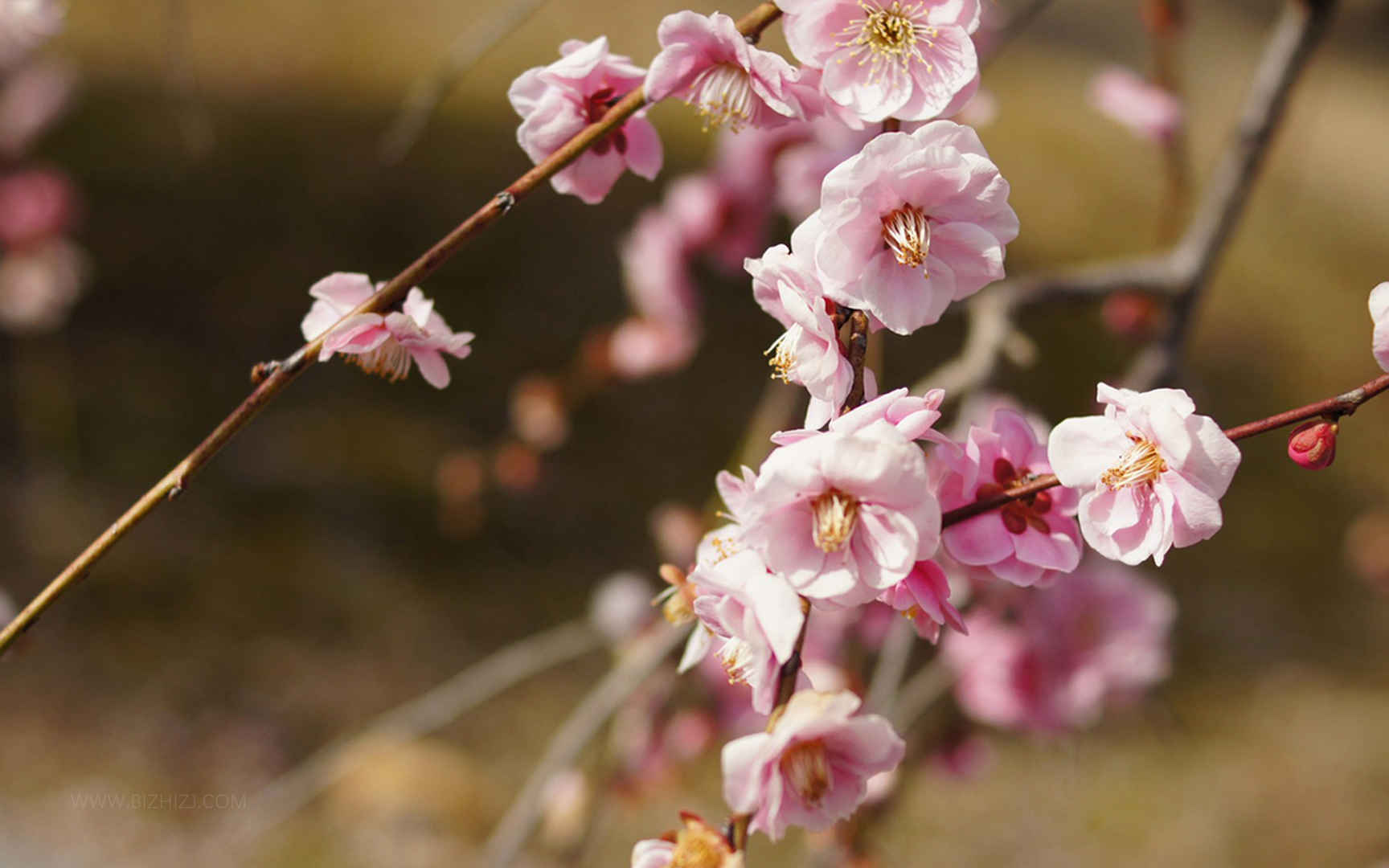冬天粉色的梅花树-