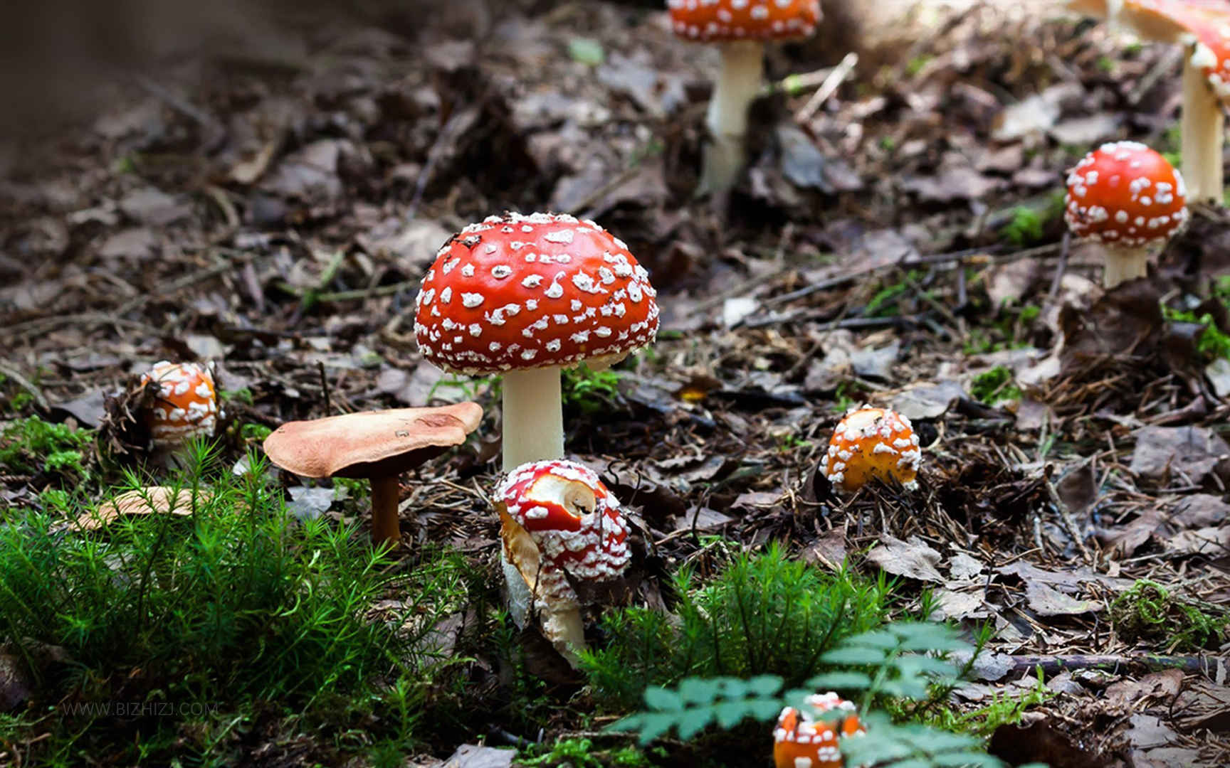 可爱的红色蘑菇-