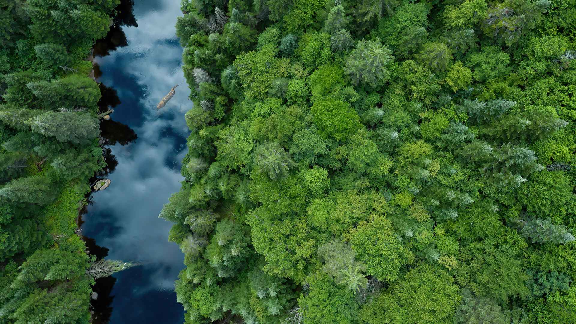 河流森林树木小清新绿色唯美图片