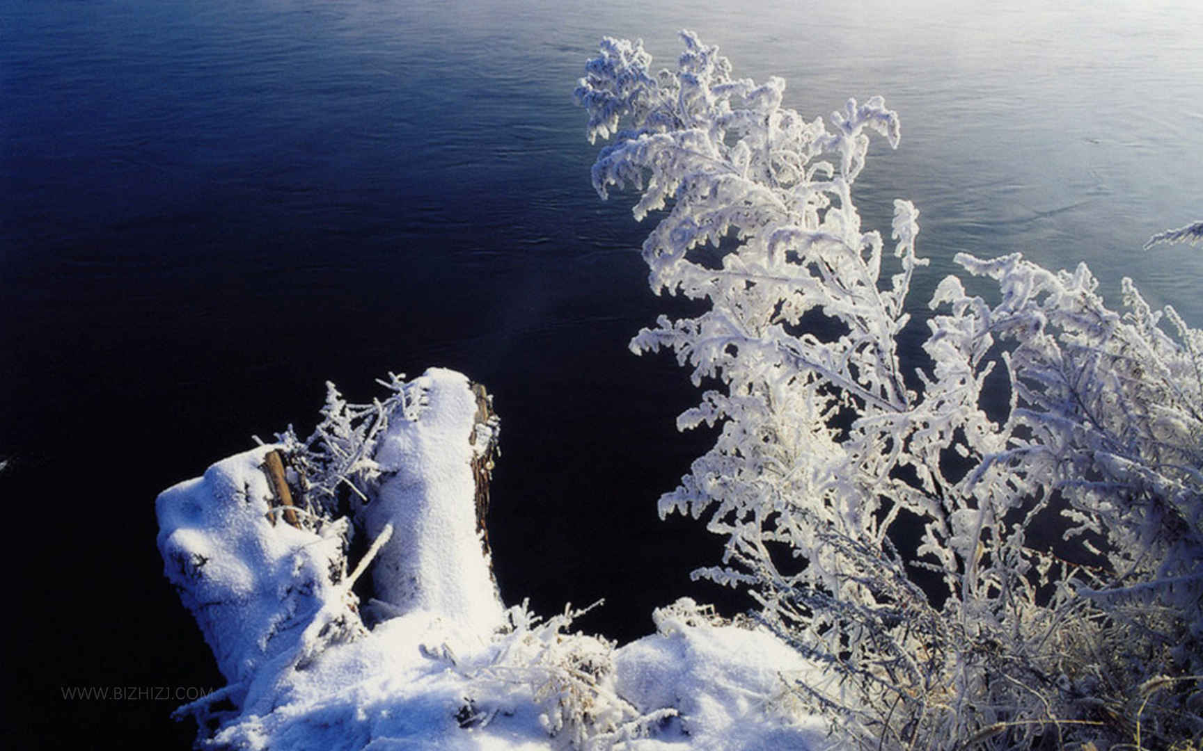 被霜冻的树木-