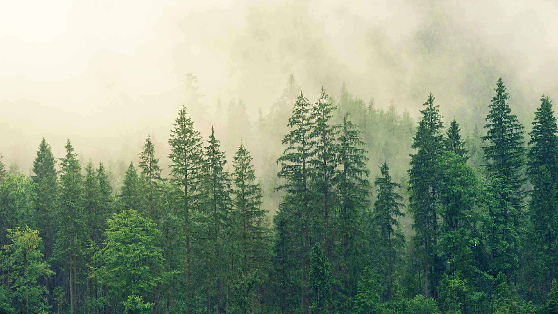 迷雾绿色森林壁纸风景自然护眼