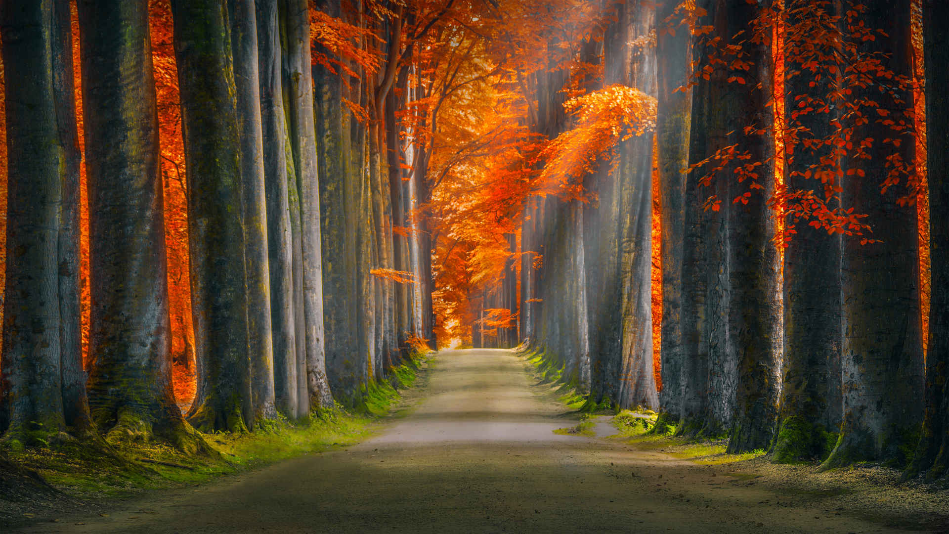 秋季森林道路优雅图片风景 意境