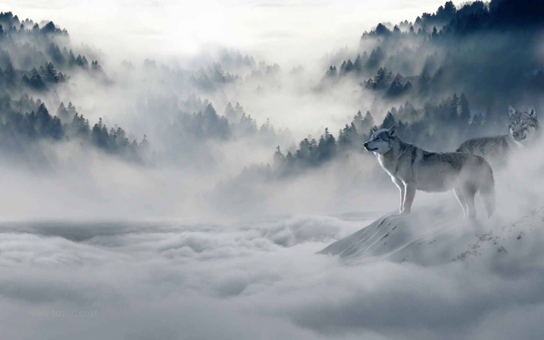 野生动物孤傲的雪狼
