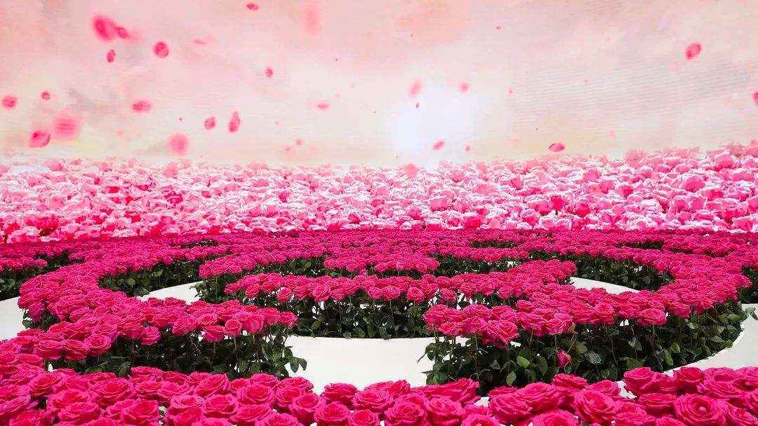 浪漫唯美的粉色玫瑰花，2020年6月花卉花朵系列日历壁纸图片-