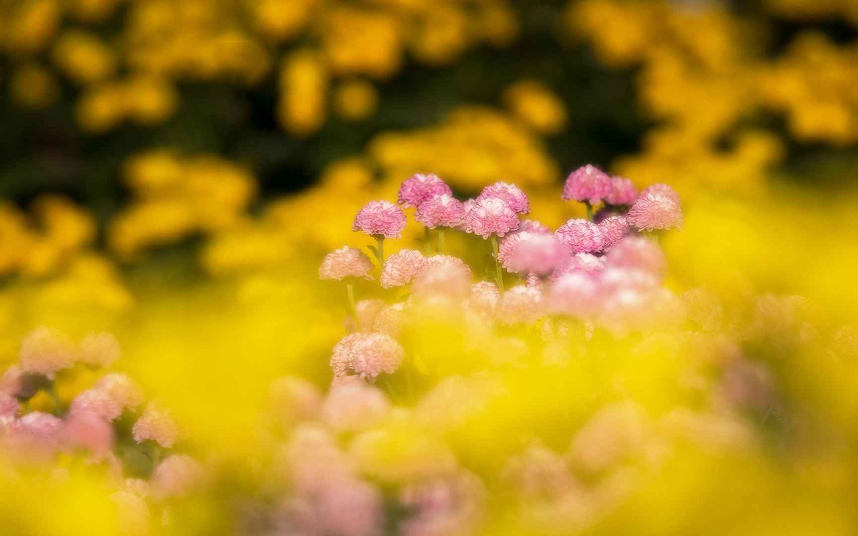 春分图片，以各类菊花为背景的唯美带字春分壁纸图片套图1