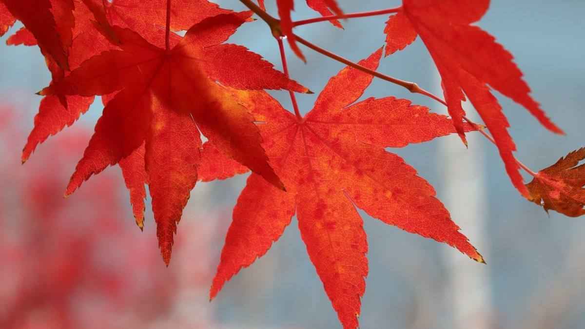 火红的颜色，震撼的色彩，唯美红色树叶、枫叶桌面壁纸图片-