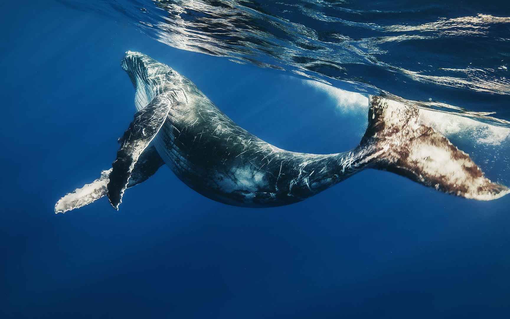 唯美海洋鲸鱼，海豚等炫彩幻想桌面壁纸-