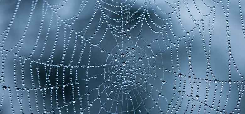 水滴下的蜘蛛网优美图片（17P）套图1
