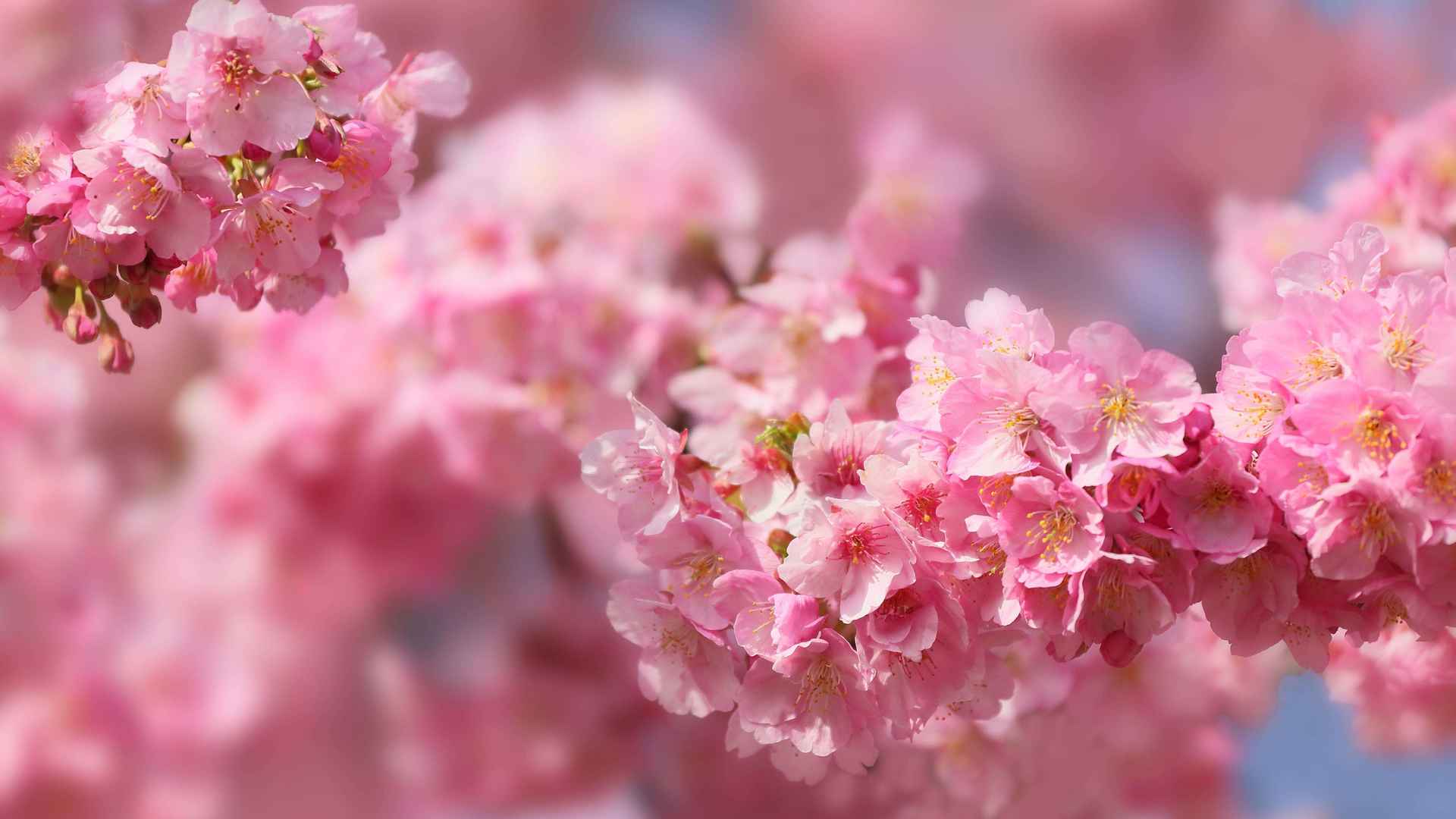 粉色的唯美樱花近距离摄影植物桌面壁纸下载-