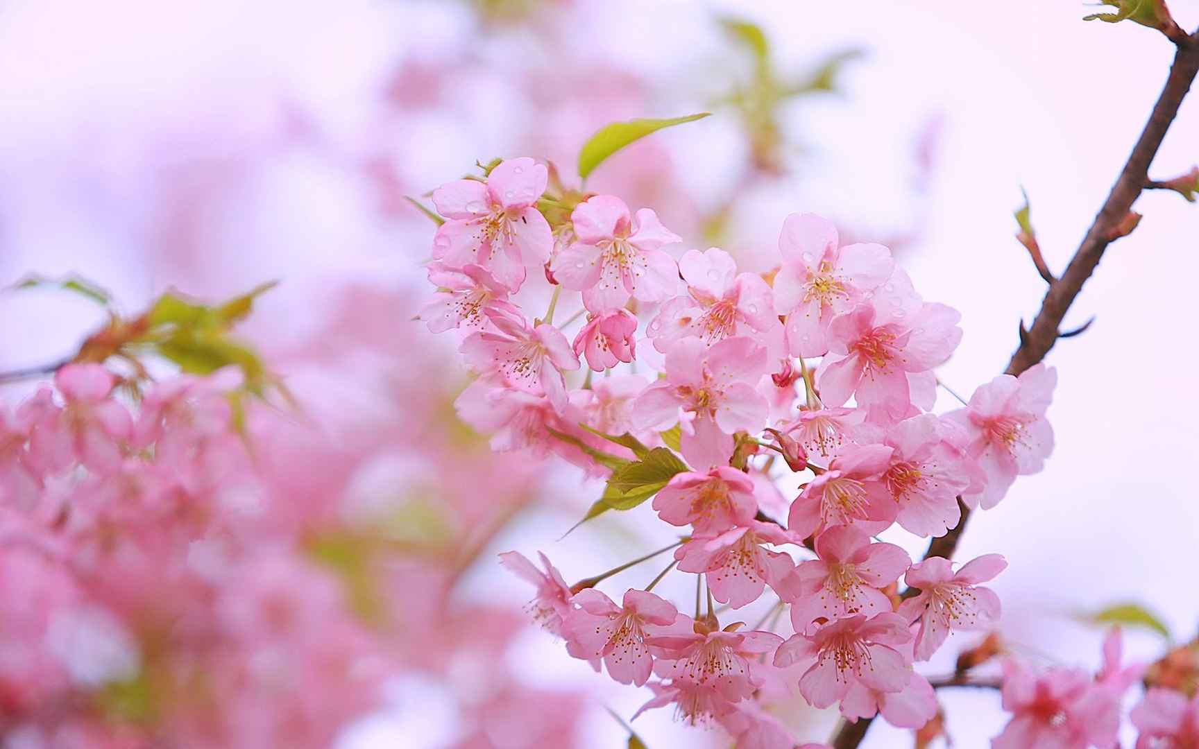 唯美盛开的日本樱花超清桌面壁纸-