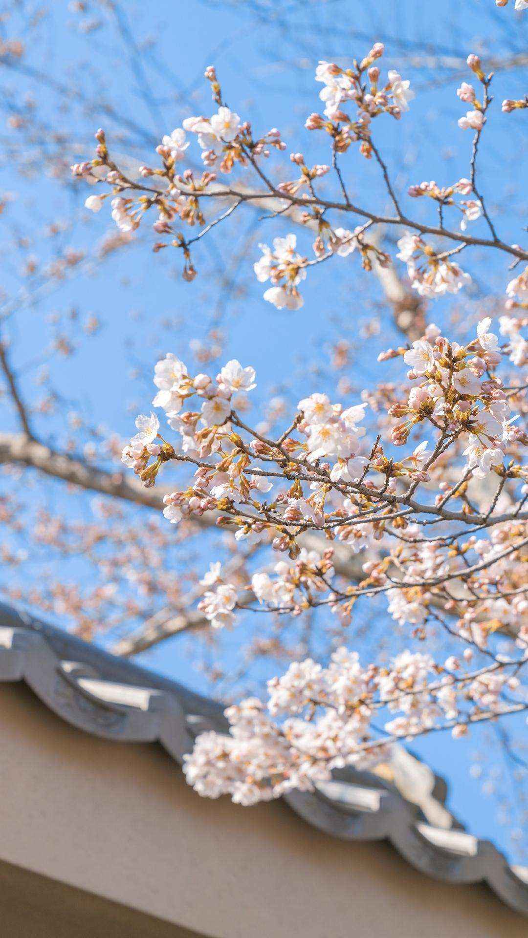 树上的一株樱花唯美植物手机壁纸-