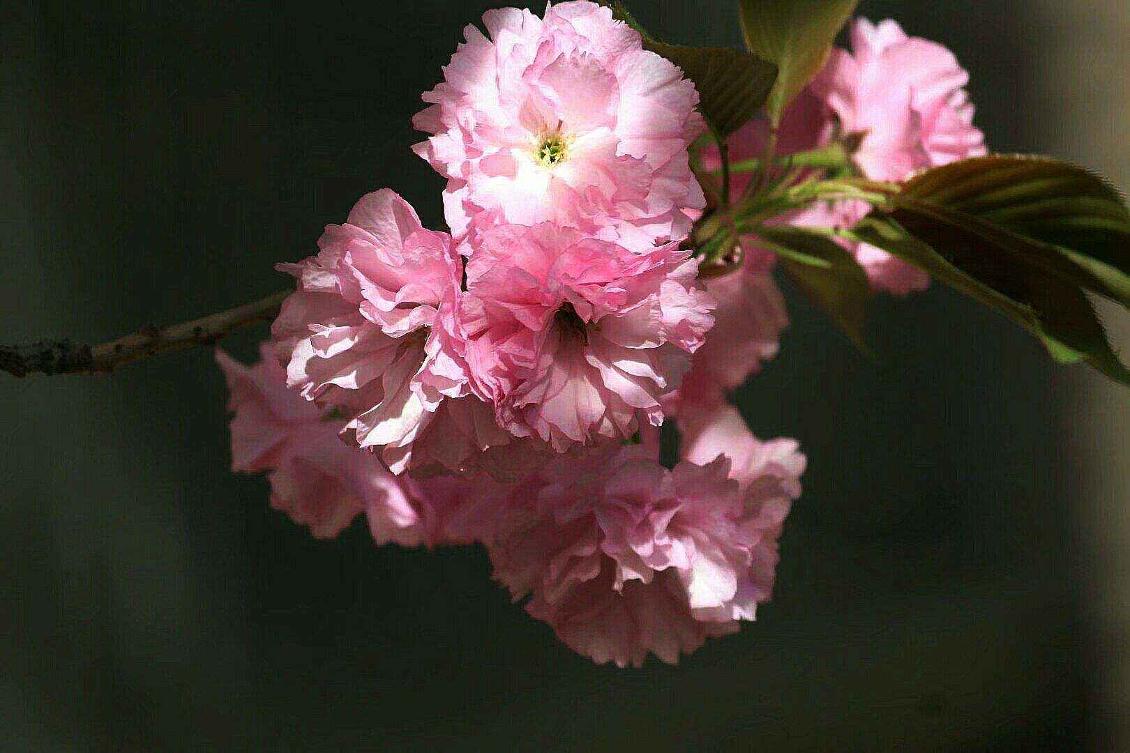 粉色蔷薇科植物樱花近距离唯美摄影桌面壁纸图片-