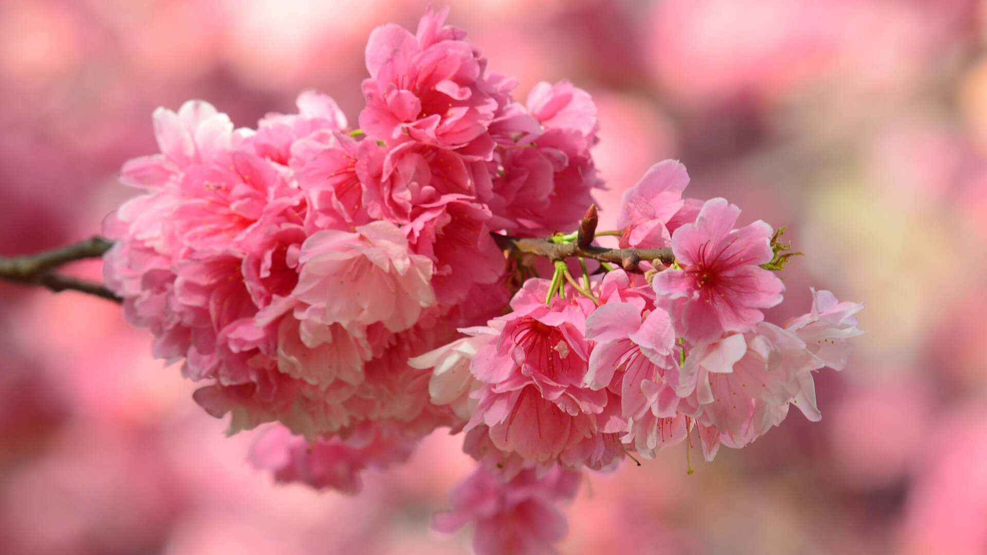 粉色的樱花浪漫无比的植物花类桌面壁纸-