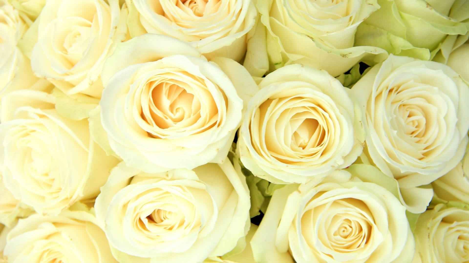 新娘，情人眼中的白色玫瑰花桌面壁纸套图1