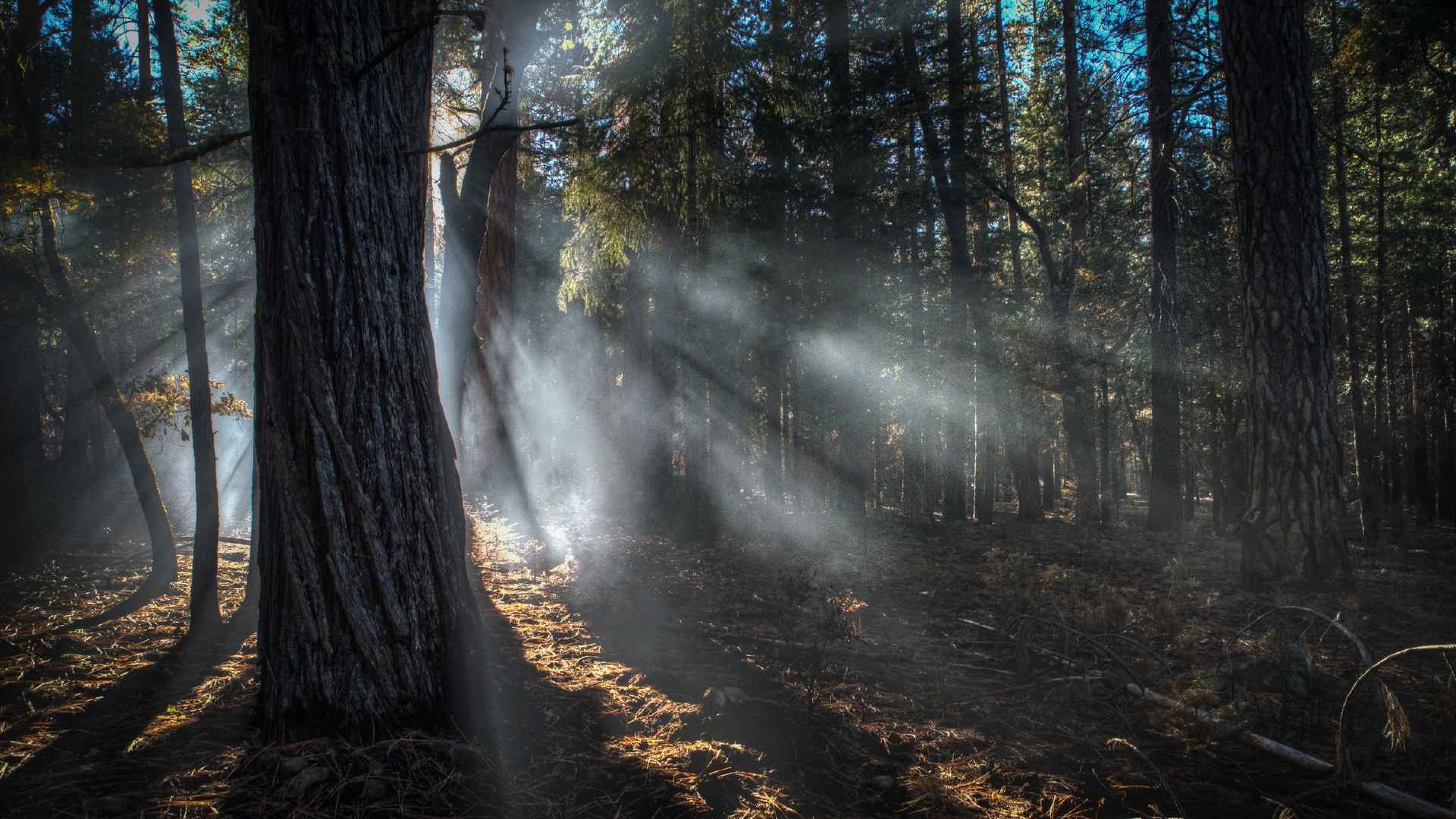 阳光射透森林电影里面唯美的风景图