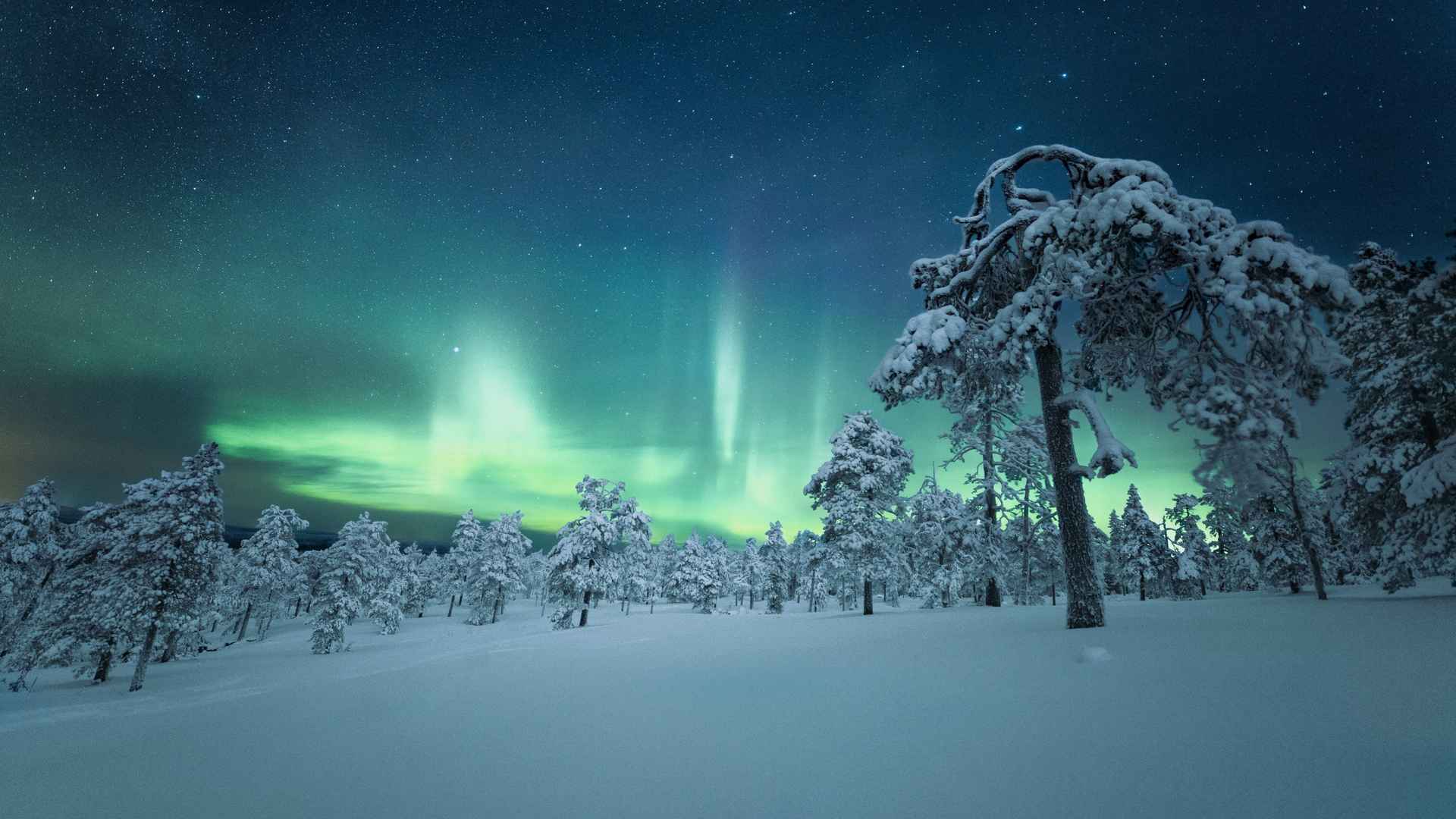 晚上冬天雪树林星空自然界极光壁纸