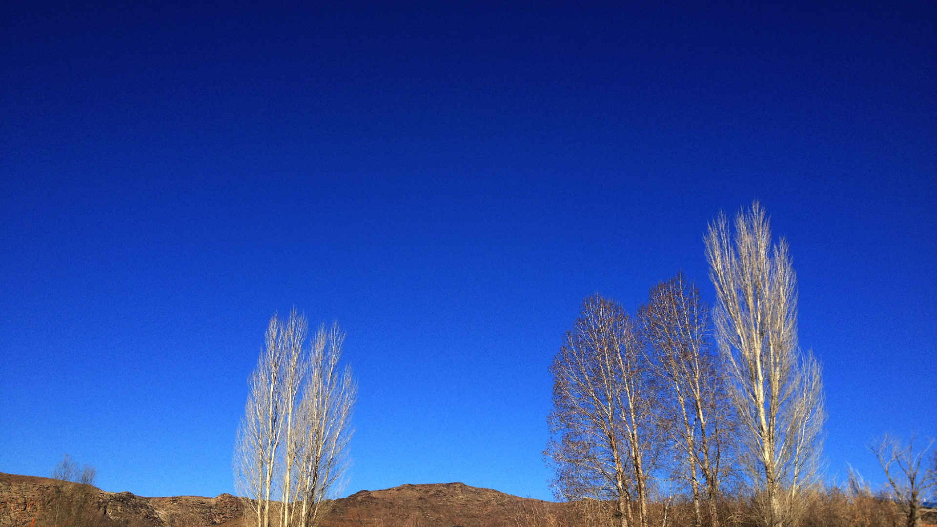 胡杨蓝色天空风景壁纸高清大图 自然风景