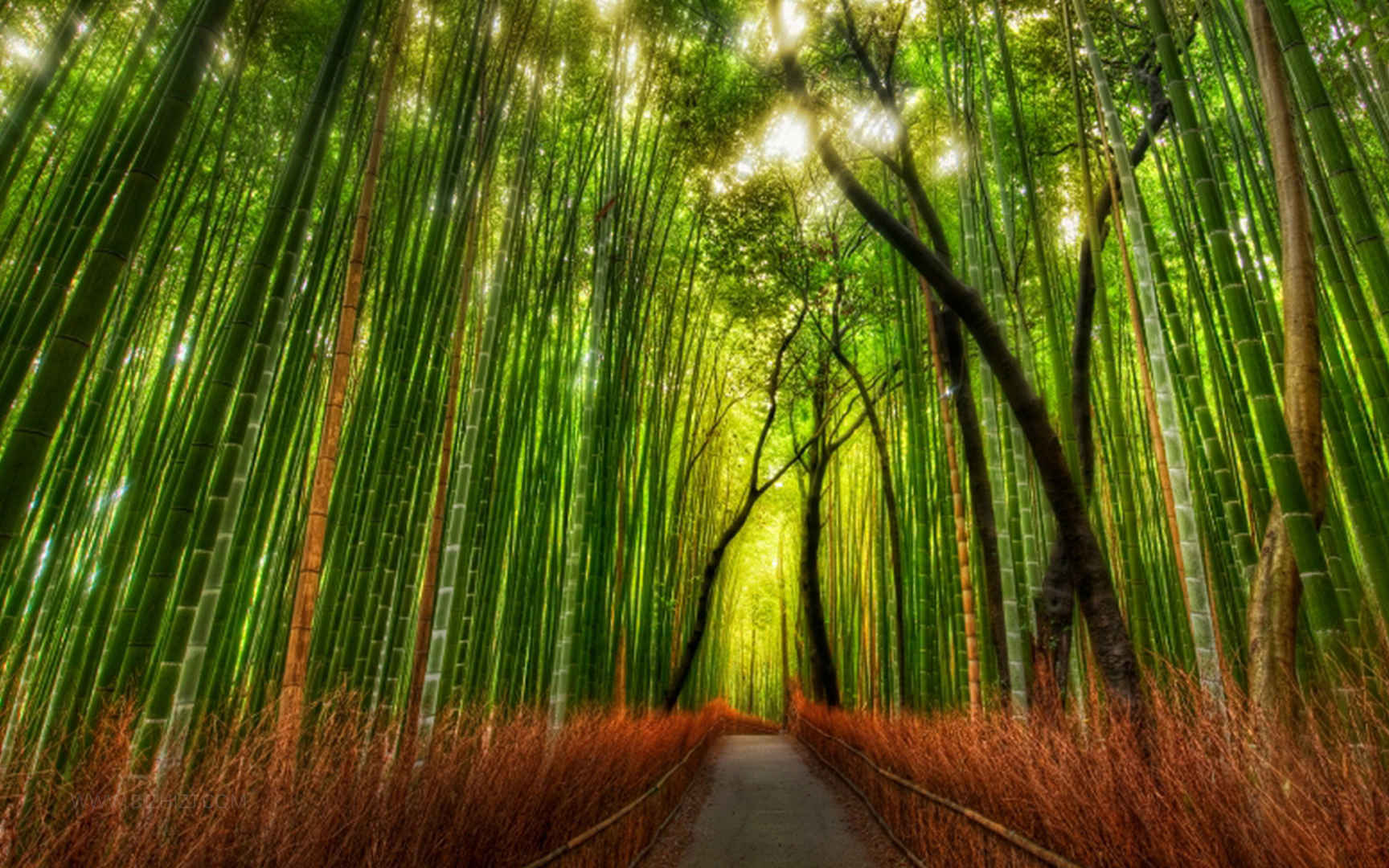 日本京都茂密的竹林-