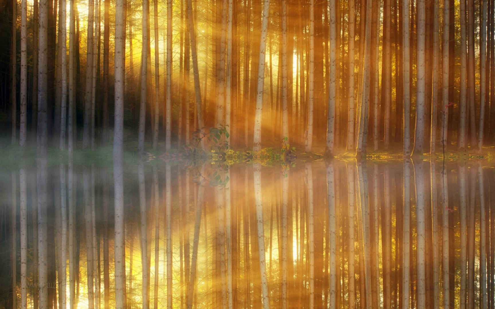 暖阳的光穿过森林-