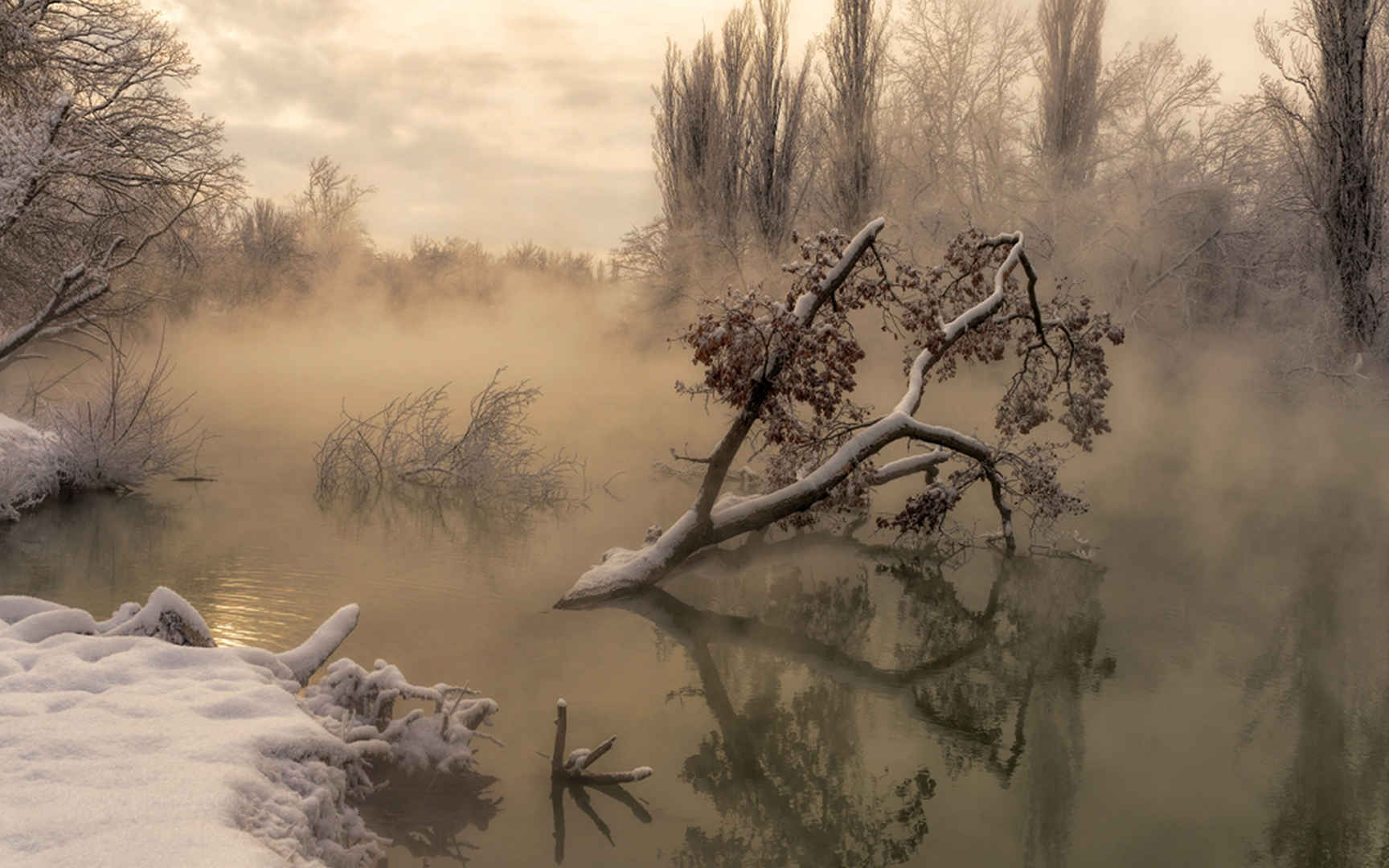 寒冷的早晨湖中树-