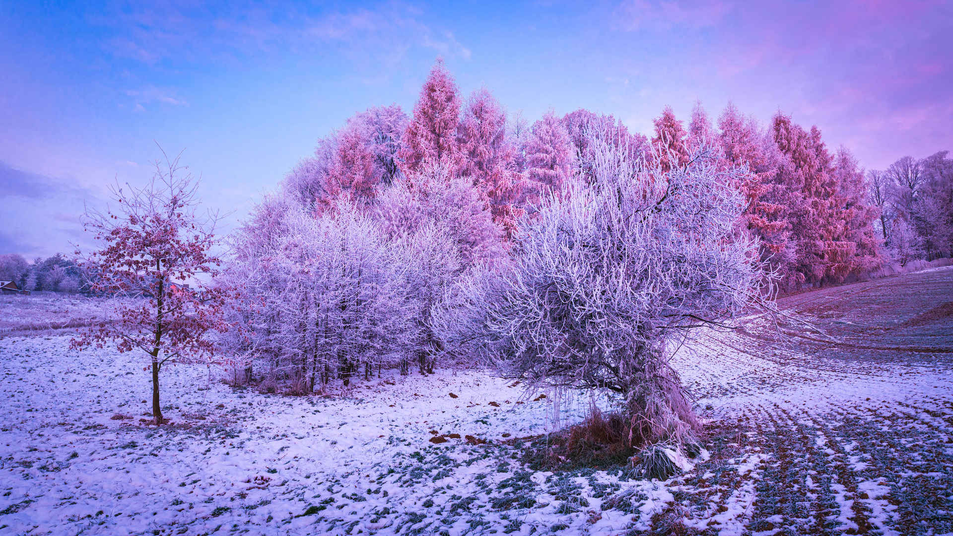 冬天-森林-雪景壁纸