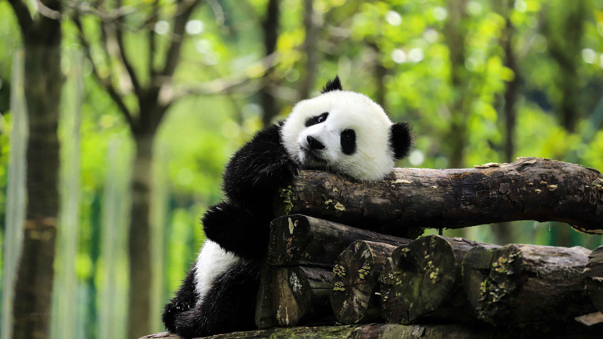 国宝大熊猫可爱壁纸-