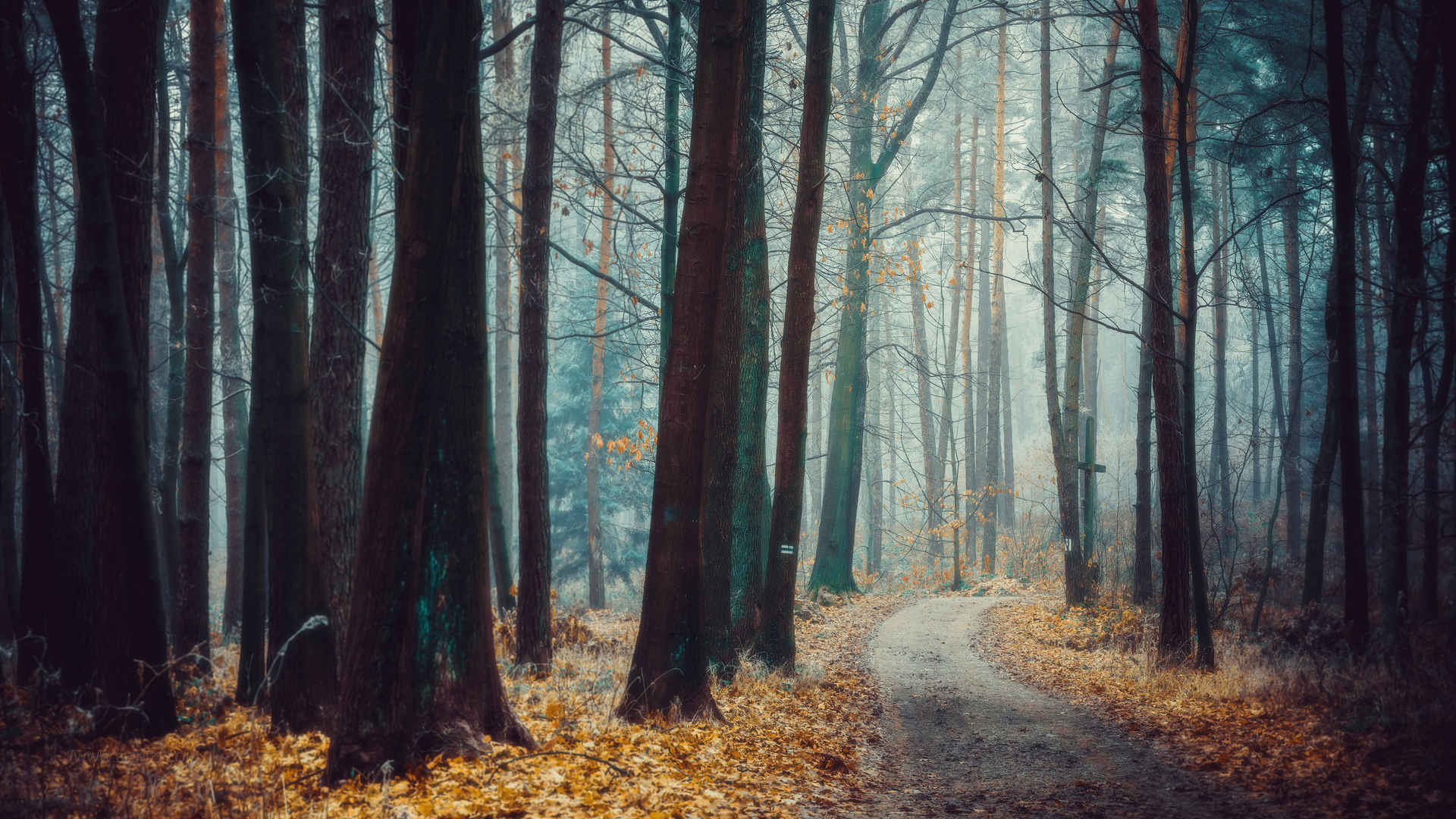森林-道路-雾壁纸-