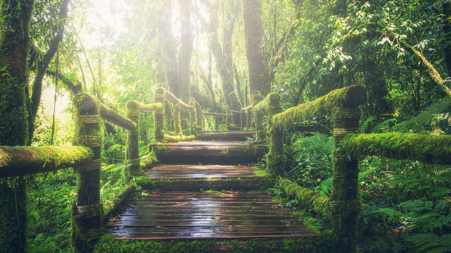 森林-雨林-木桥壁纸-