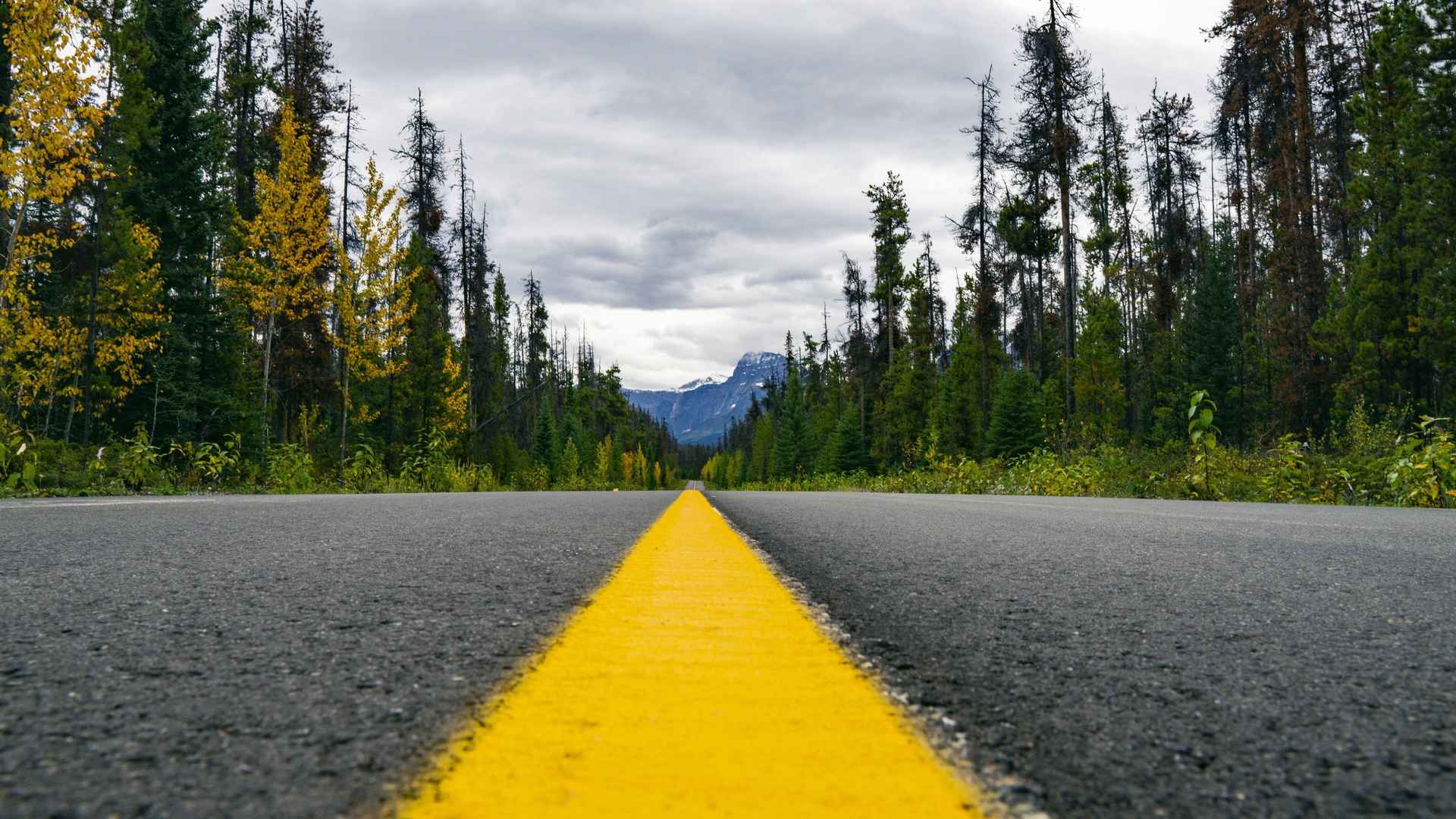 公路 荒野 黄线 沥青 景观 旅行 路 森林