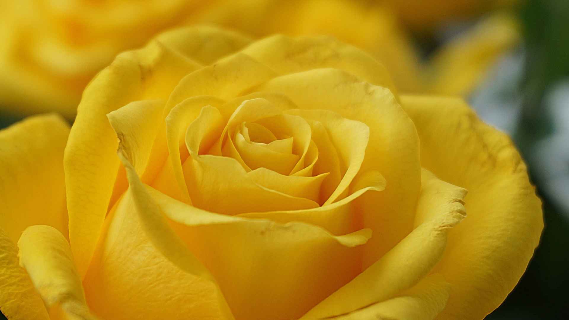 黄玫瑰花瓣高清壁纸