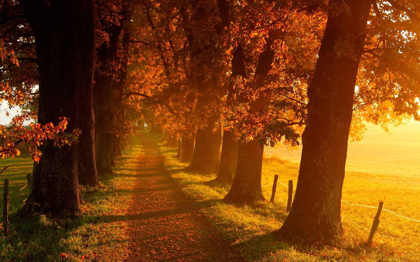 秋天林荫大道两旁树木壁纸