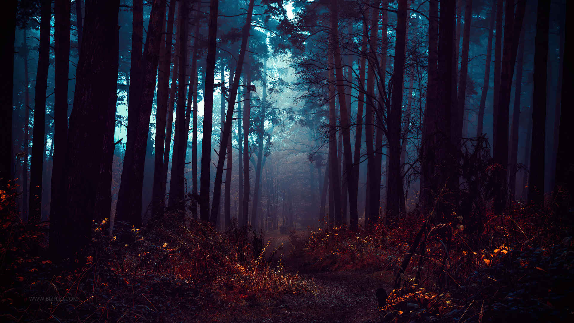 早晨-森林-雾壁纸-
