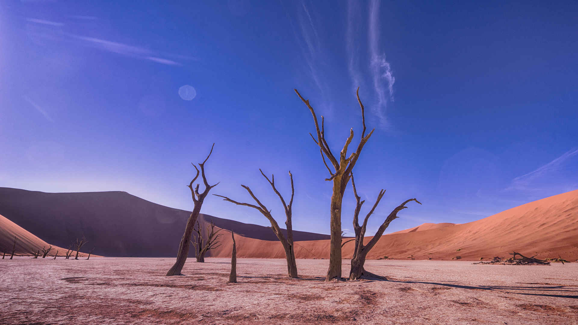 纳米比亚死亡谷枯树壁纸