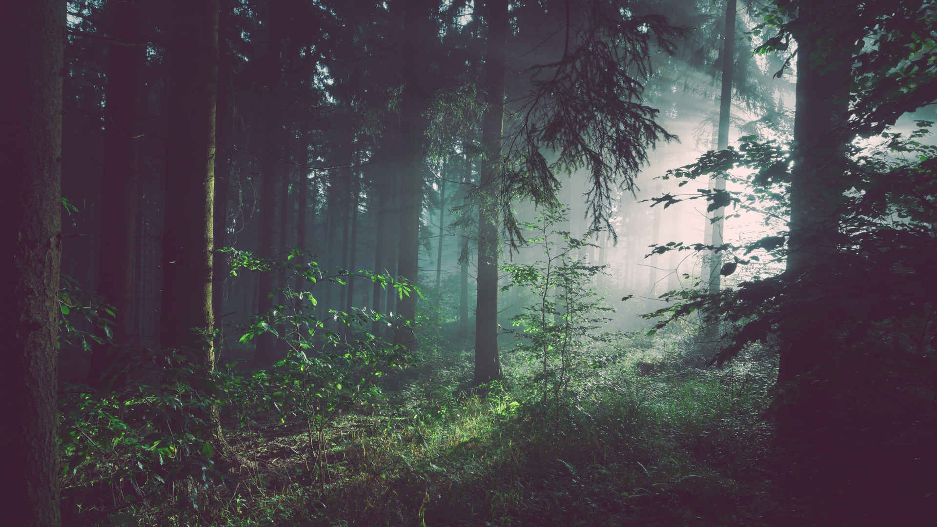森林 雾壁纸-