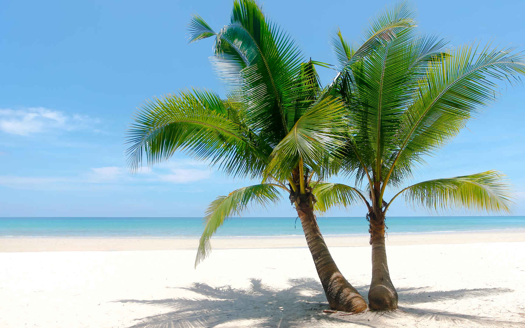 阳光 海滩 棕榈树壁纸-