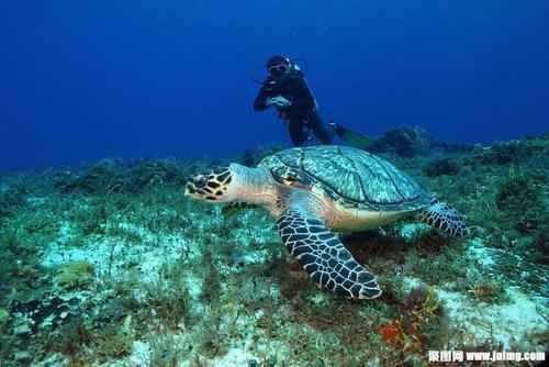 和海龟等海洋生物一同潜水的动漫人物