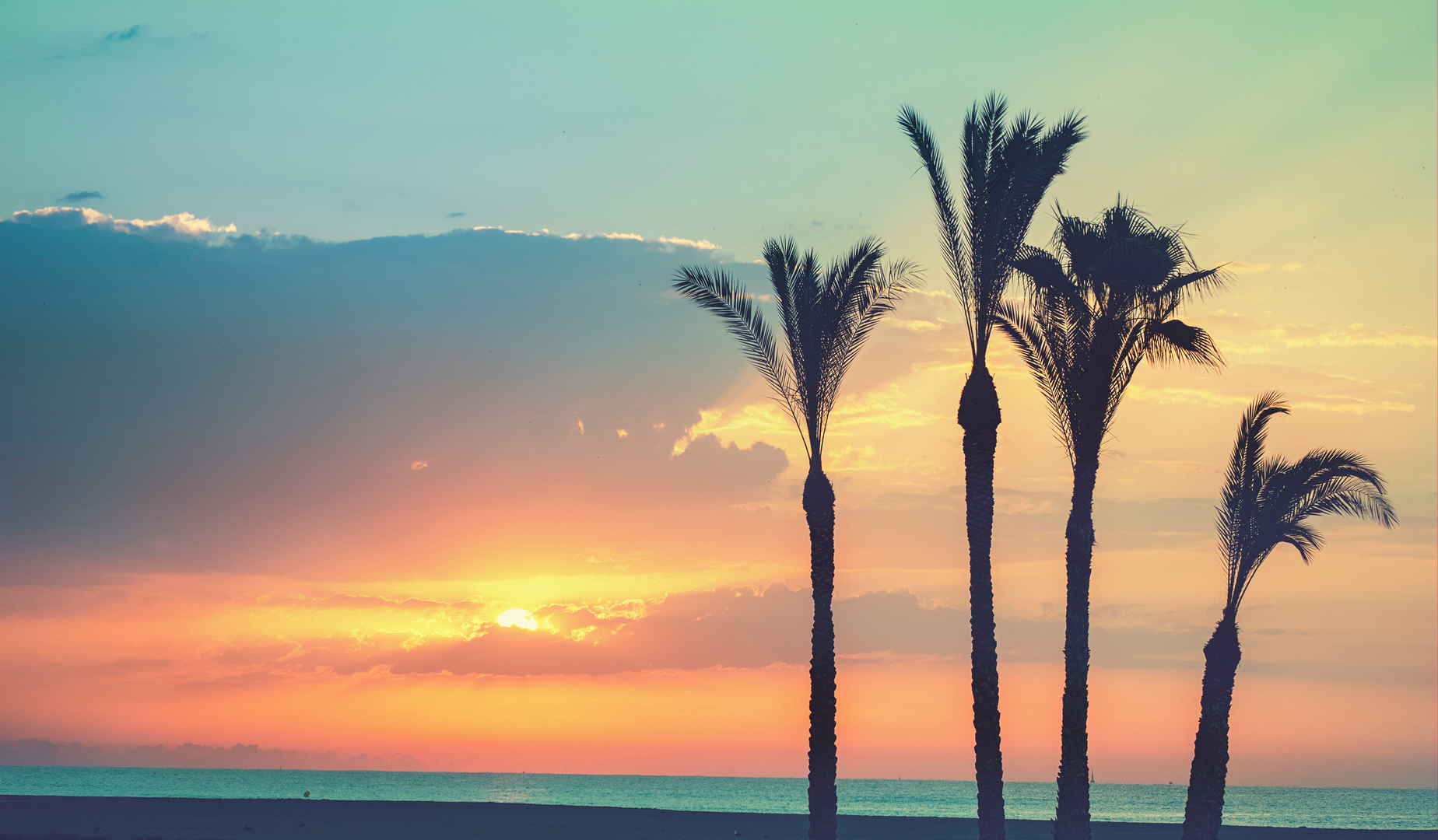 大海棕榈树唯美黄昏风景图片