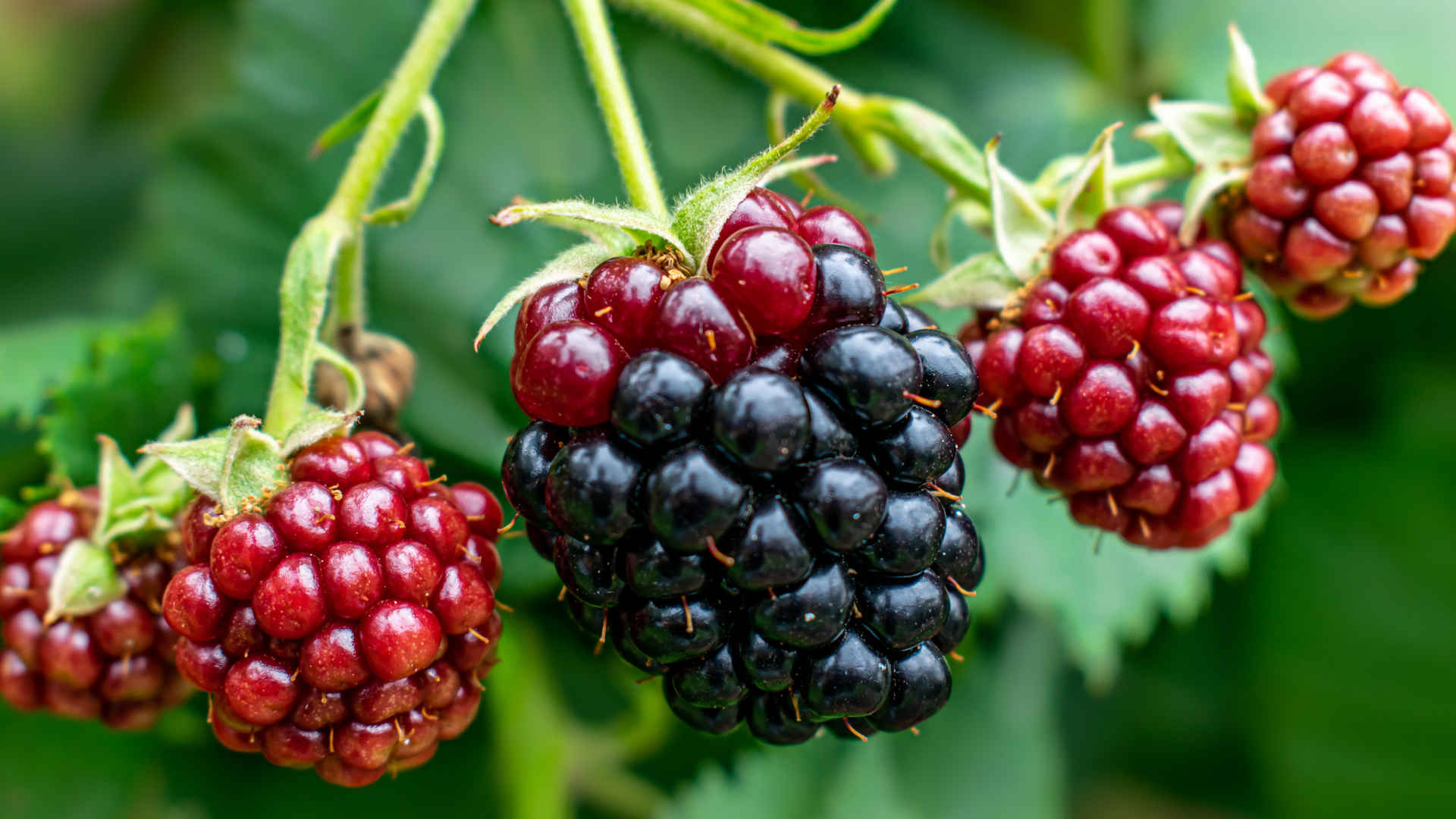 高清黑莓水果图片