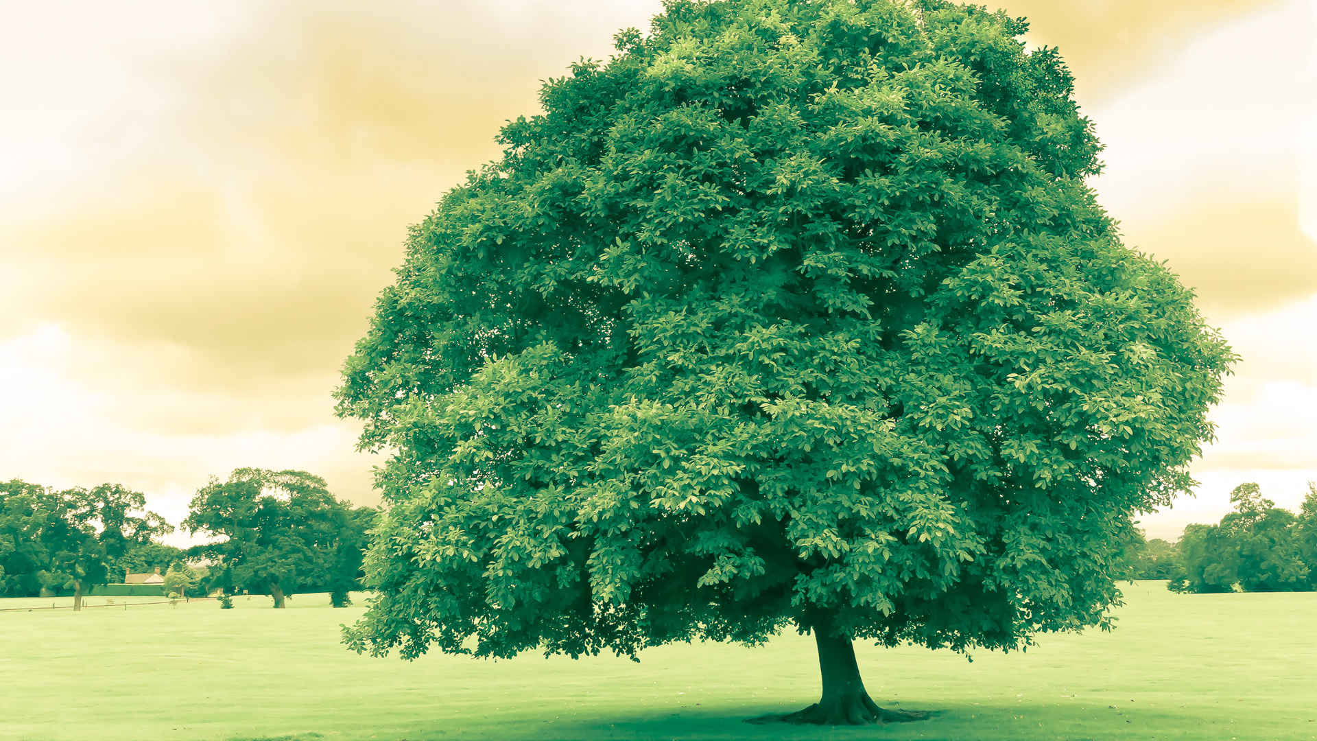 一颗绿树小清新绿色唯美图片-