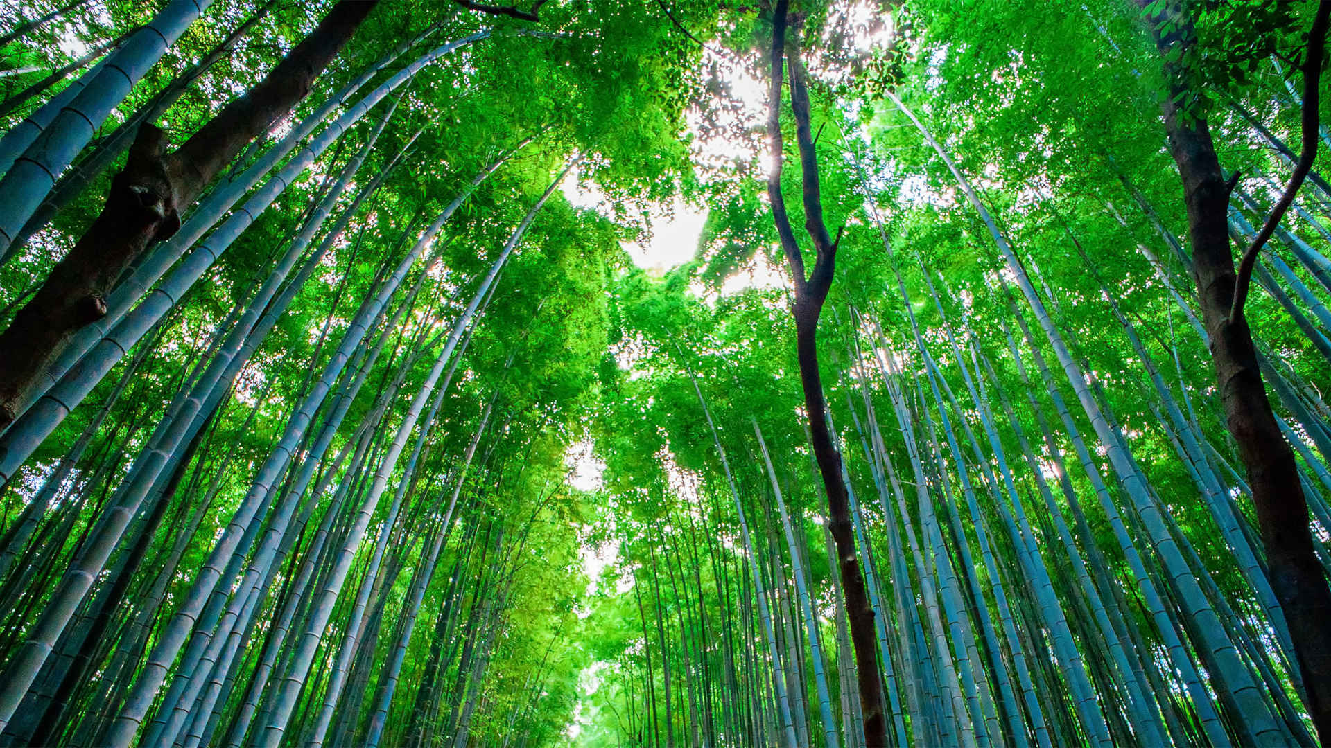 竹林最漂亮的绿色唯美图片-