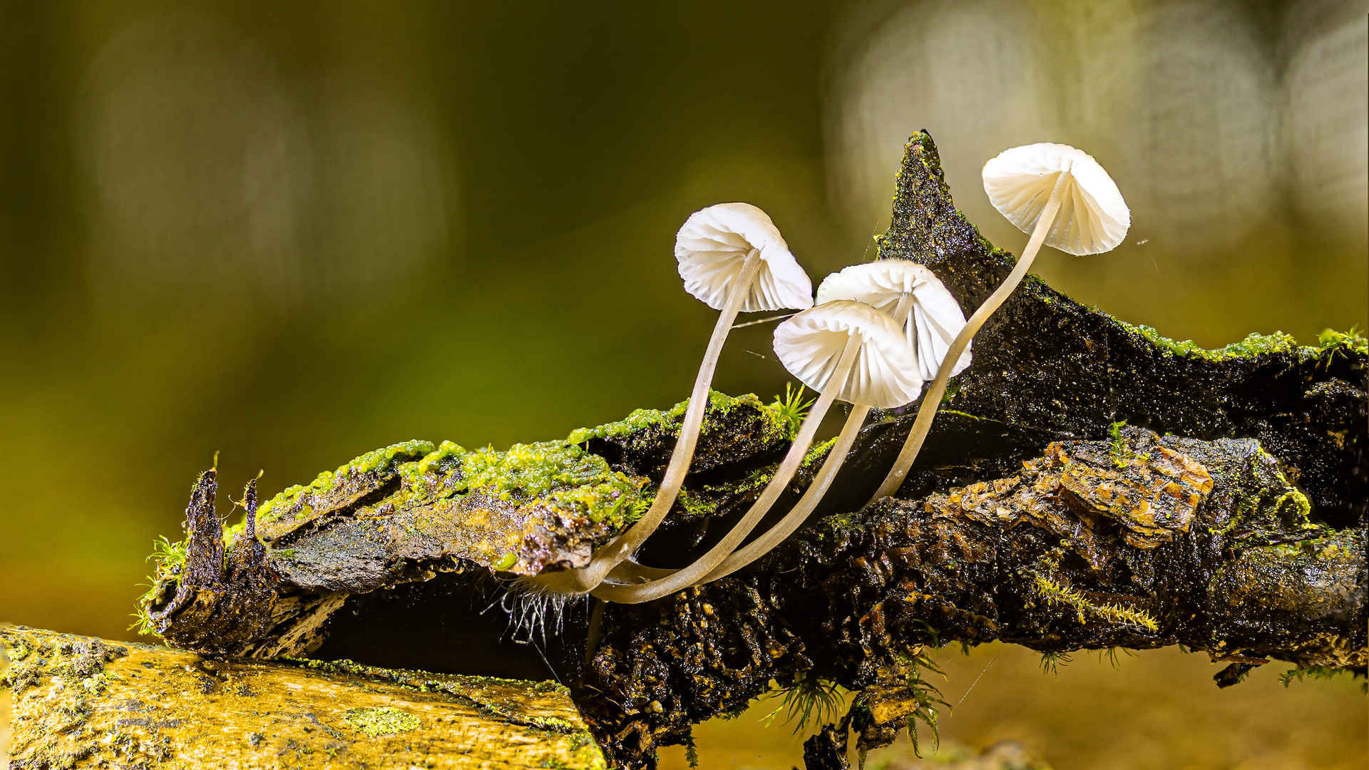森林里的蘑菇高清图片