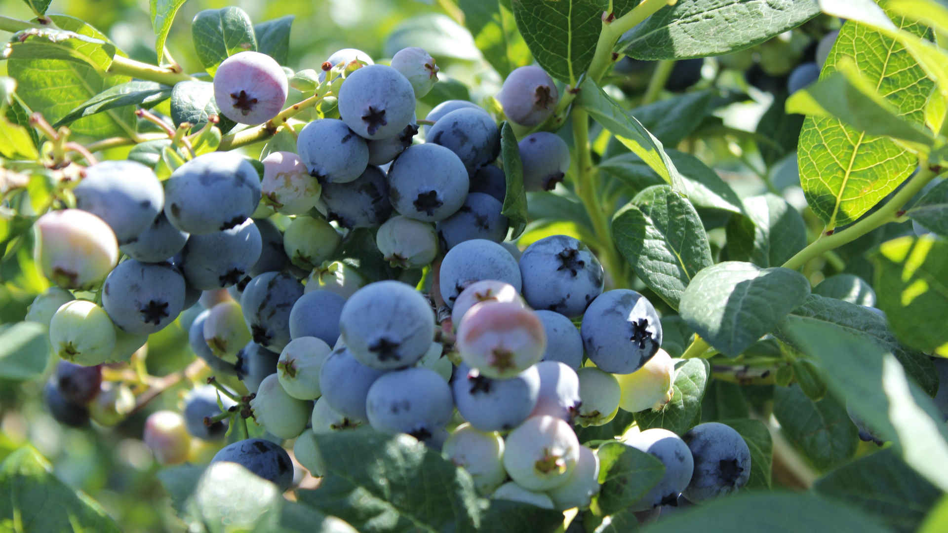 树枝上新鲜的蓝莓图片