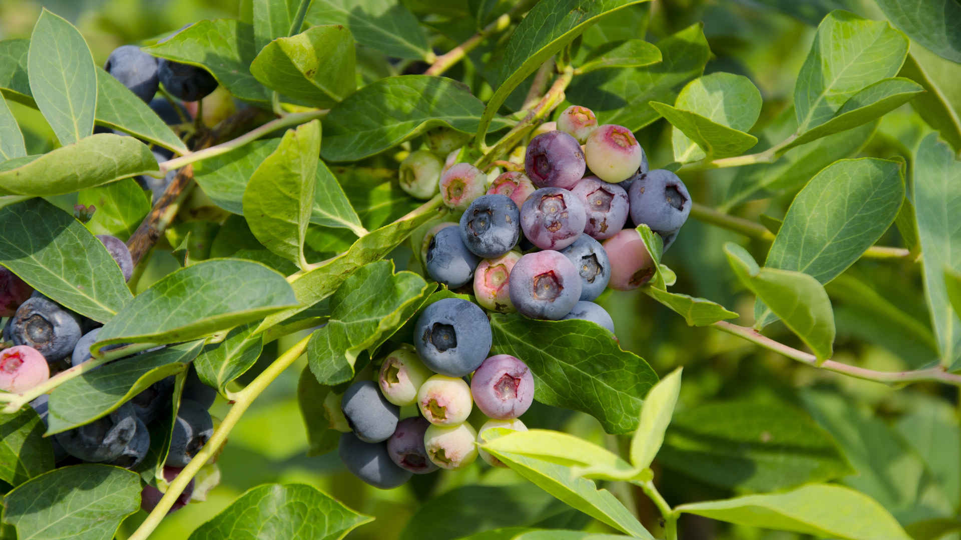 树枝上新鲜的蓝莓图片