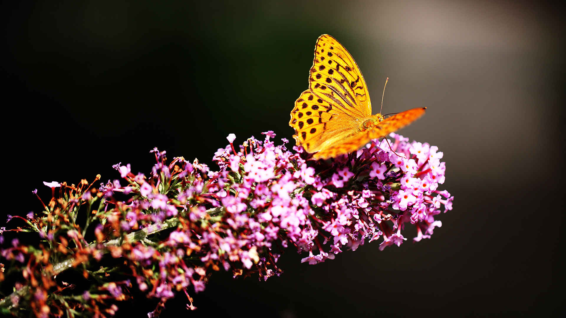 蝴蝶停靠在鲜花上意境图片-