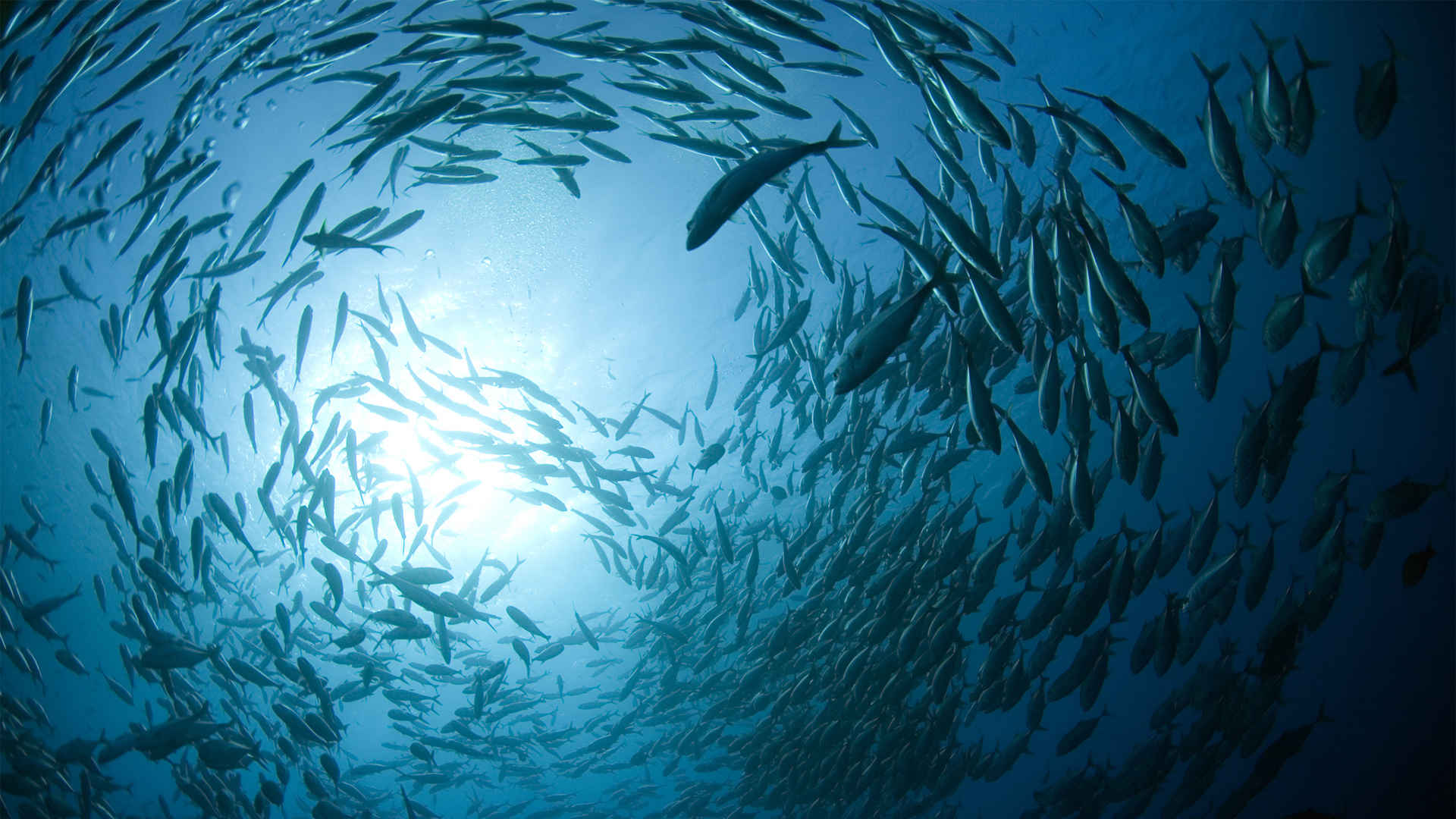海洋深处鱼群旋涡壁纸-