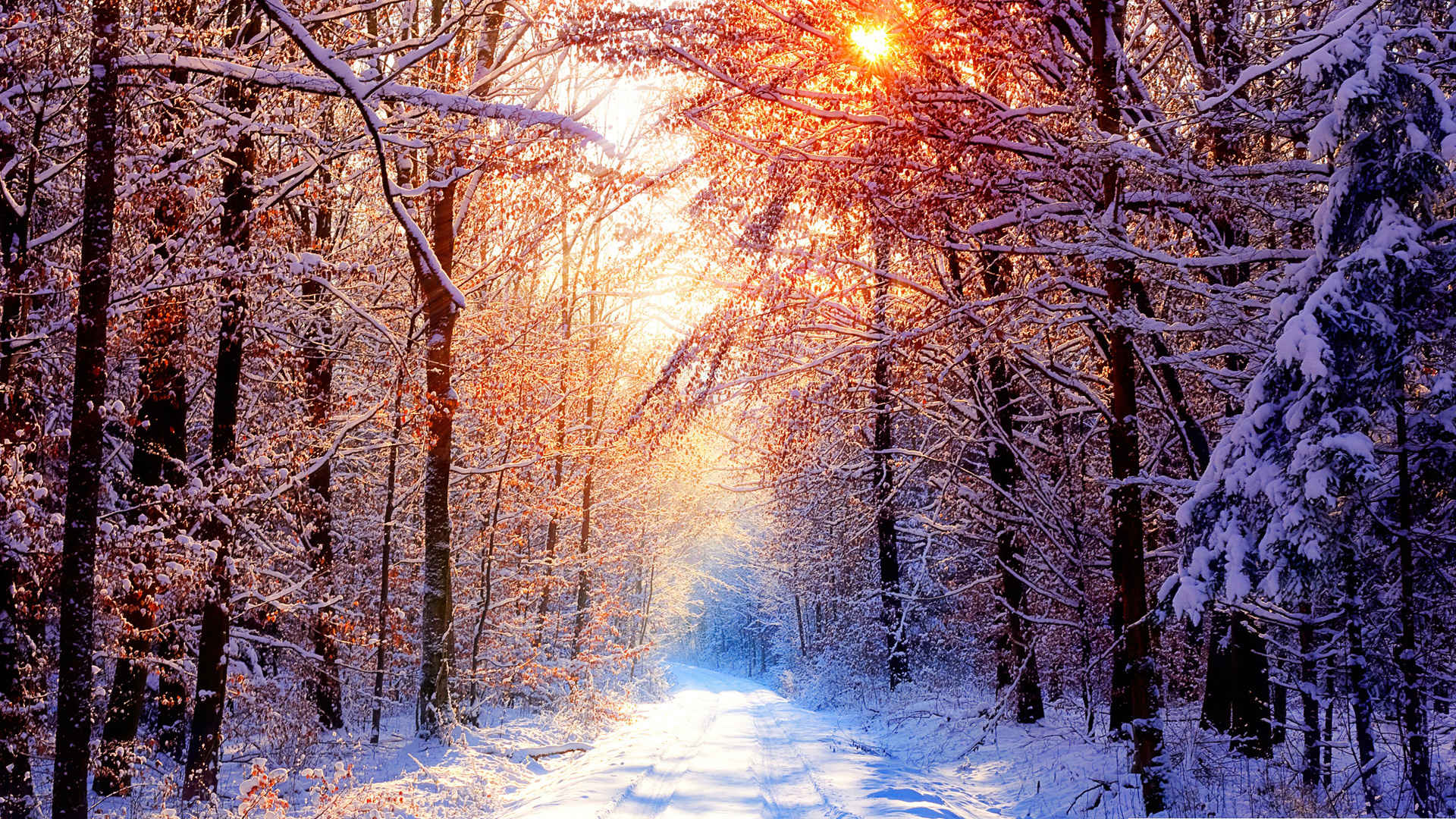 冬季森林阳光温暖壁纸-