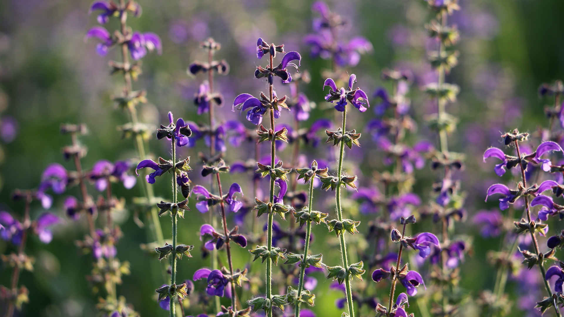 紫色鼠尾草花海图片