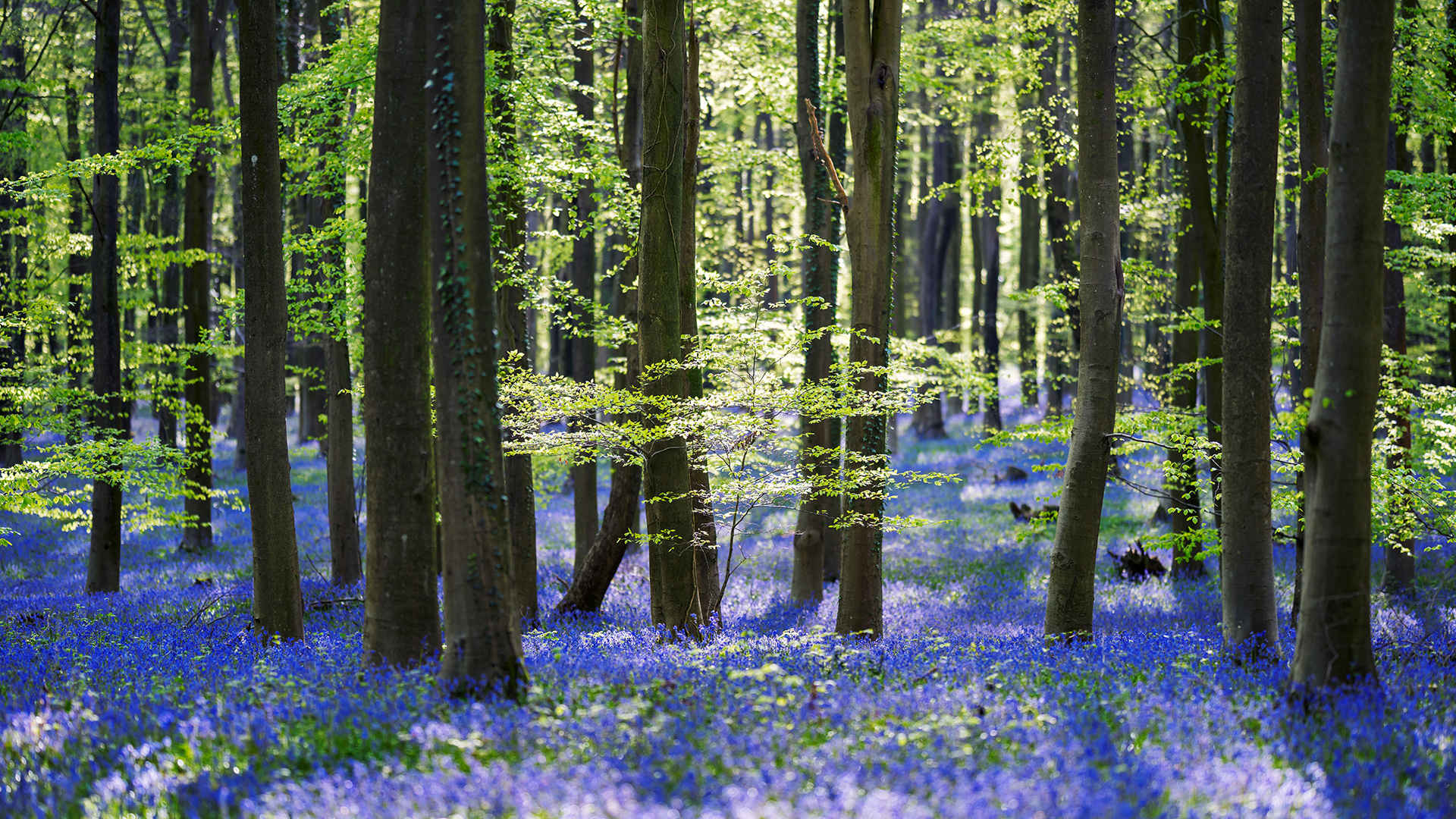 森林遍地蓝色小花唯美壁纸-