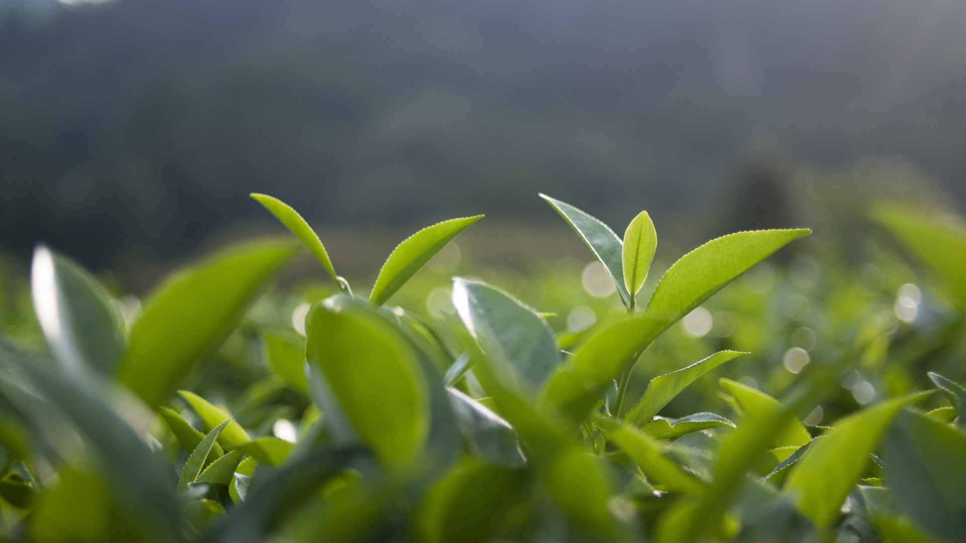 绿色的茶叶图片