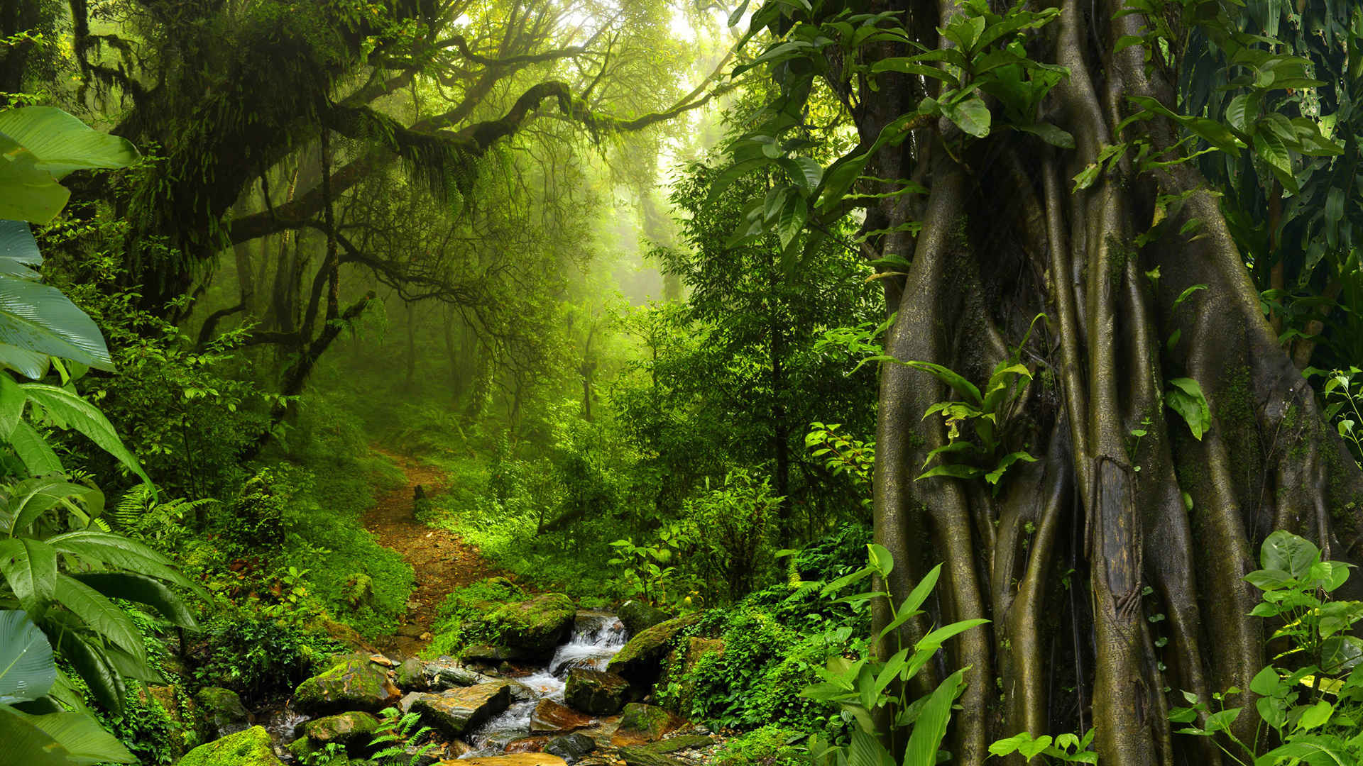 热带雨林超好看的图片风景图片-